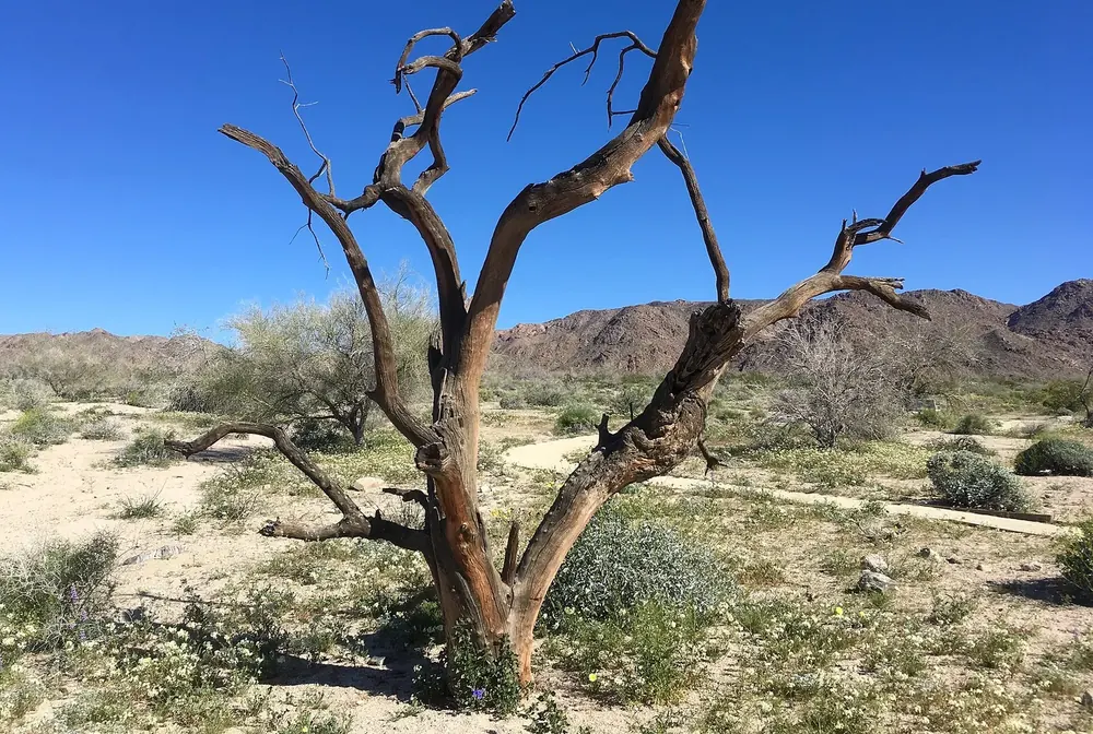 Bajada Trail at the south entrance: a gnarled dead tree in the desert with flowering shrubs, bare mountains behind