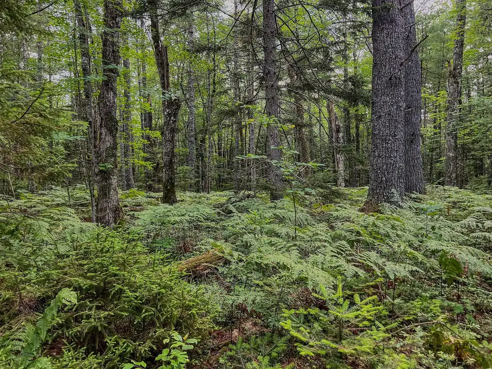 Short forest trail to Big Dam Lake in Kejimkujik National Park: dense mixed forest with tall trunks and lush ferns
