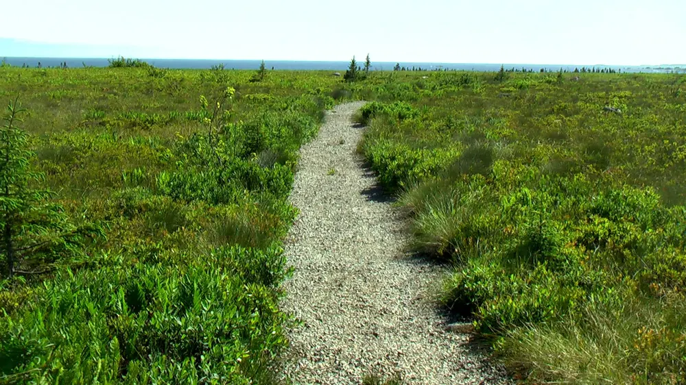 Port Joli Head Trail in Kejimkujik National Park: a narrow gravel path through green coastal heath, the sea on the horizon