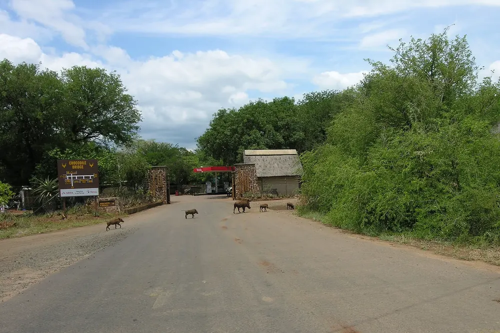 Gate of Crocodile Bridge camp: access road between dense bush, with a family of warthogs crossing in front