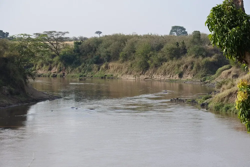 Mara River in the Maasai Mara: a wide brown river between steep, bush-covered banks, single acacias on the horizon
