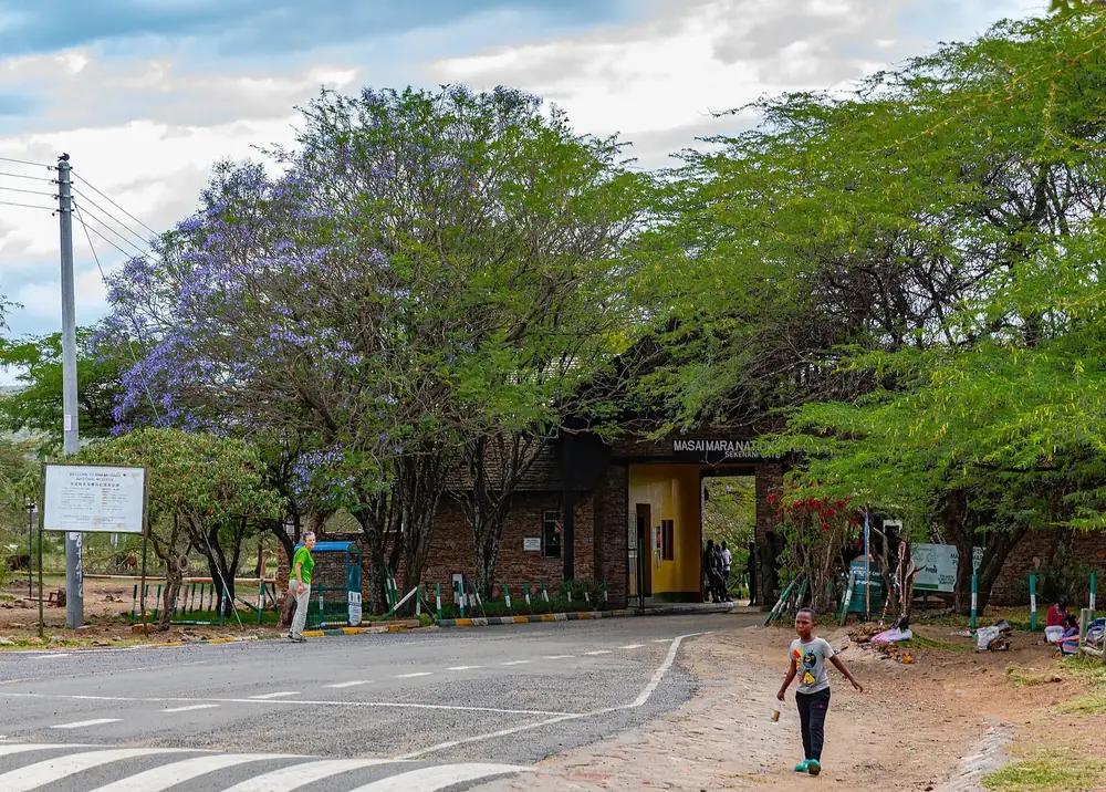 Sekenani Gate of the Maasai Mara: gatehouse under flowering jacaranda trees on a surfaced access road