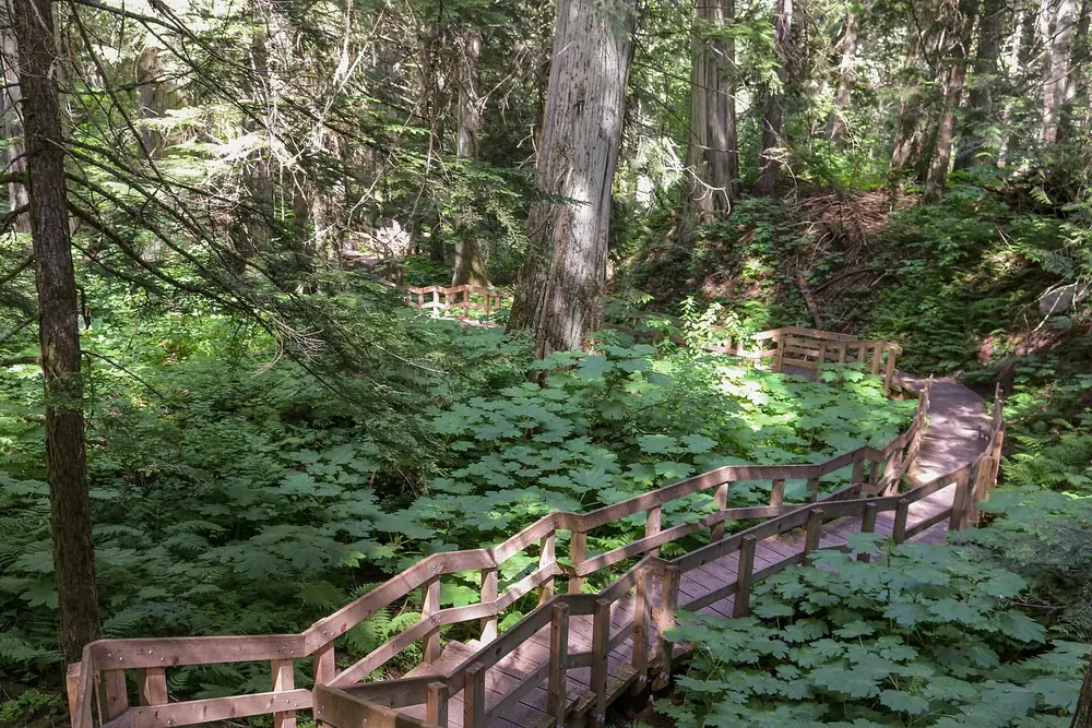 Giant Cedars Boardwalk in Mount Revelstoke National Park: a wooden boardwalk with steps through lush old-growth forest of massive western red cedars.