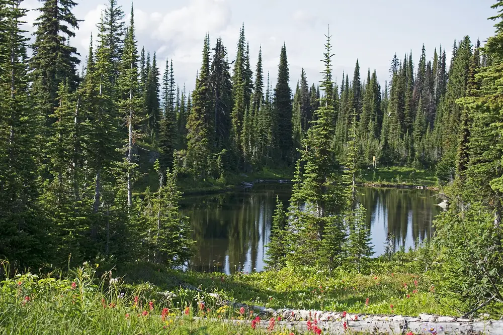 Heather Lake in Mount Revelstoke National Park: a small mountain lake among slender firs, with a flowering meadow in front
