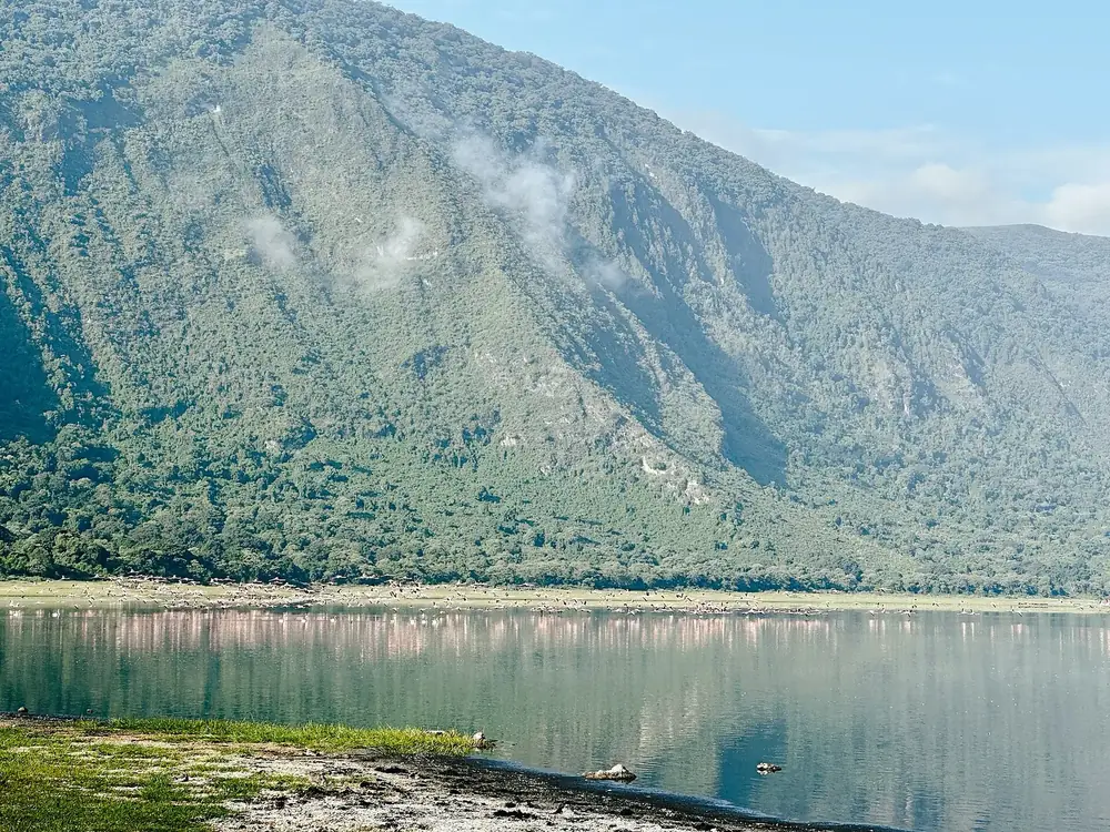 Empakaai crater lake: still water with a pink fringe of flamingos along the shore, in front of steep, forested crater walls