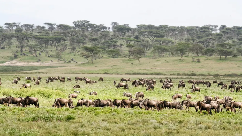 A herd of wildebeest grazing on the green plain near Ndutu Lodge, open acacia woodland behind