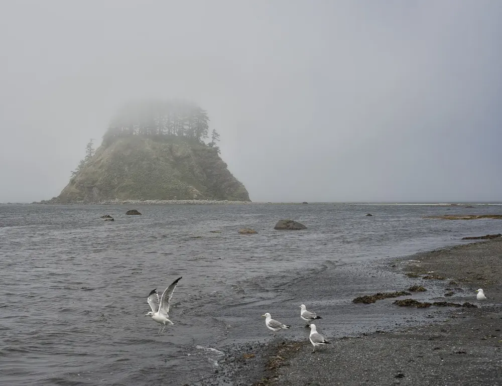 Cape Alava in Olympic National Park in fog: a forested rock island off the stony shore, gulls at the water in the foreground