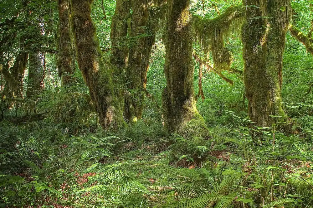 Hall of Mosses in the Hoh Rain Forest in Olympic National Park: maple trunks thickly draped in moss and lush green ferns