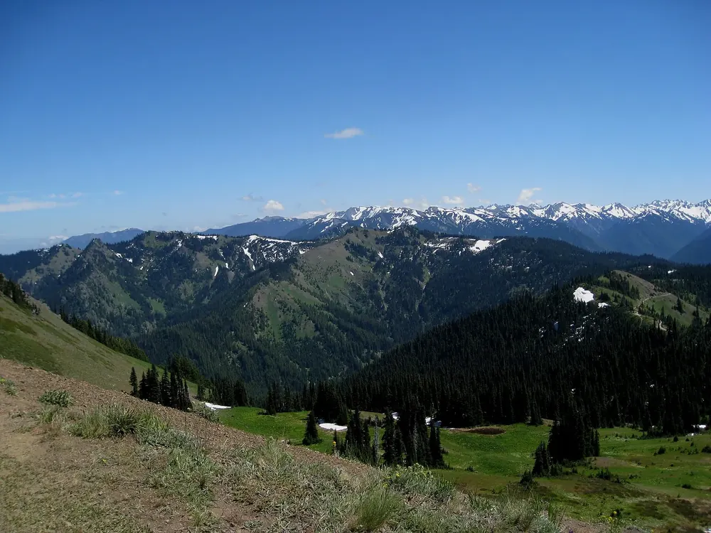 Climbing Hurricane Hill in Olympic National Park: green mountain meadows and conifer forest, with the snowy peaks of the Olympic Mountains behind