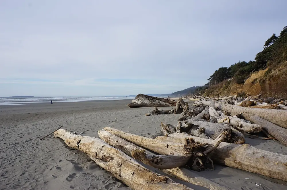 Beach below Kalaloch Campground in Olympic National Park: bleached driftwood logs on grey sand in front of forested cliffs