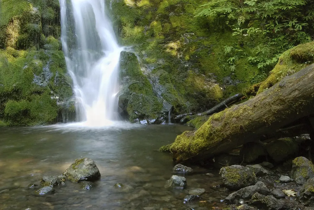 Madison Falls in Olympic National Park: a waterfall over a mossy rock face into a shallow pool, with a fallen tree trunk beside it