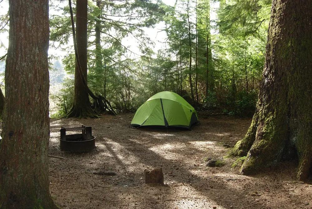Tent site at Mora Campground in Olympic National Park: a green tent and fire ring between massive, moss-covered tree trunks in the coastal forest
