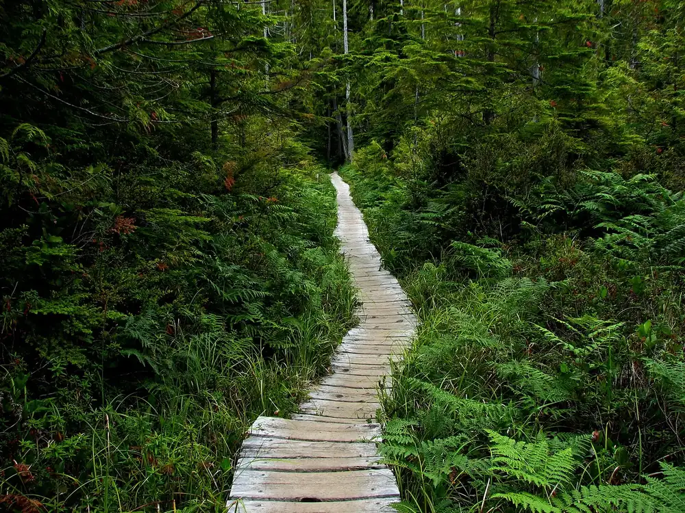 Boardwalk on the Ozette Triangle in Olympic National Park: a narrow wooden walkway through dense coastal rain forest with ferns