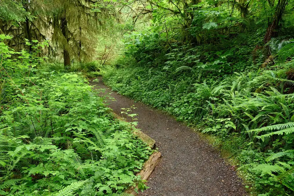 Quinault Rain Forest in Olympic National Park: a narrow hiking trail through dense green rain forest with ferns and moss