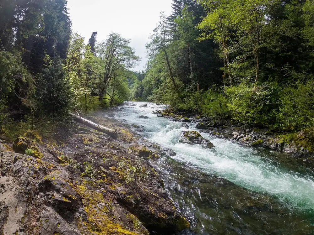 Salmon Cascades in Olympic National Park: the Sol Duc River rushing over rock steps through a forested gorge with mossy boulders