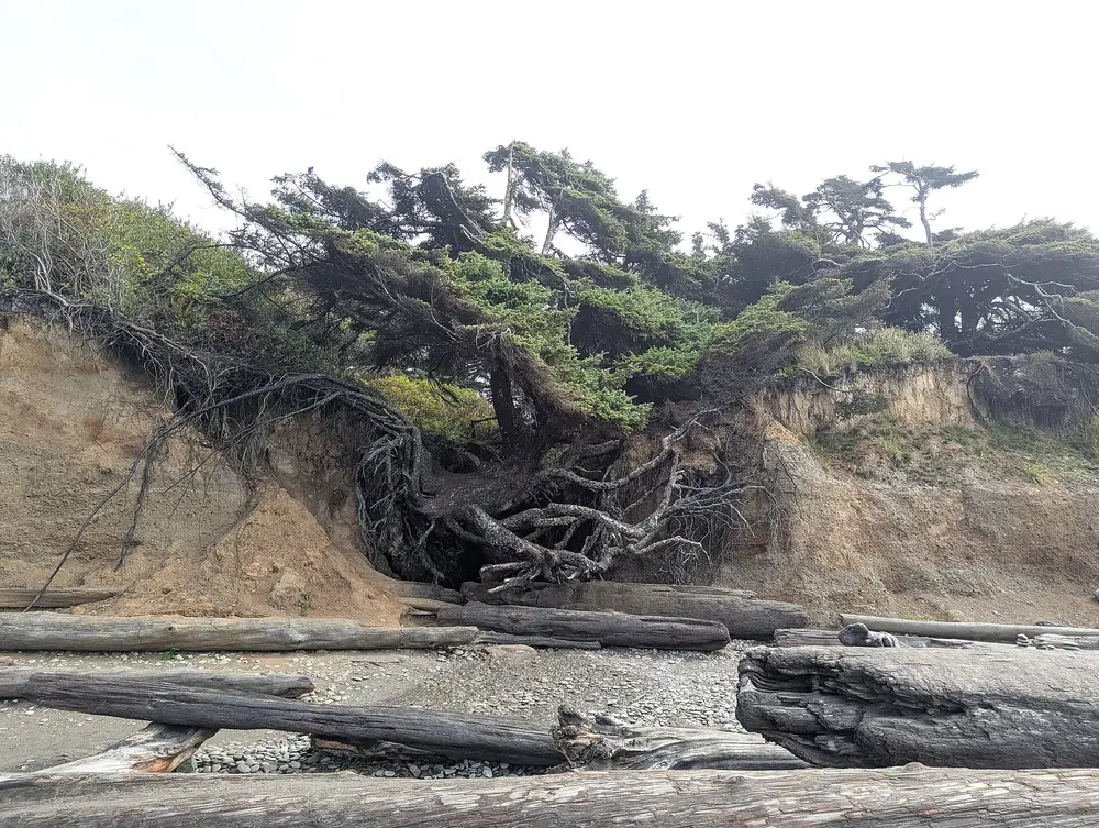 Tree of Life on Kalaloch Beach in Olympic National Park: a Sitka spruce with exposed roots spanning a washed-out gap in the cliff