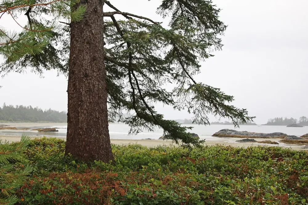 Chesterman Beach in Tofino: broad conifer above a green bank, beach, rocks and islands in the haze behind