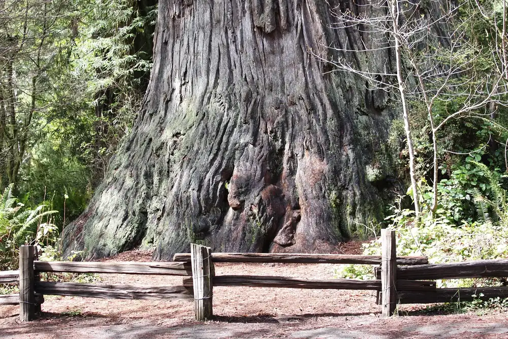 Big Tree Wayside in Redwood National Park: the massive trunk of a coast redwood behind a wooden fence in Prairie Creek Redwoods State Park