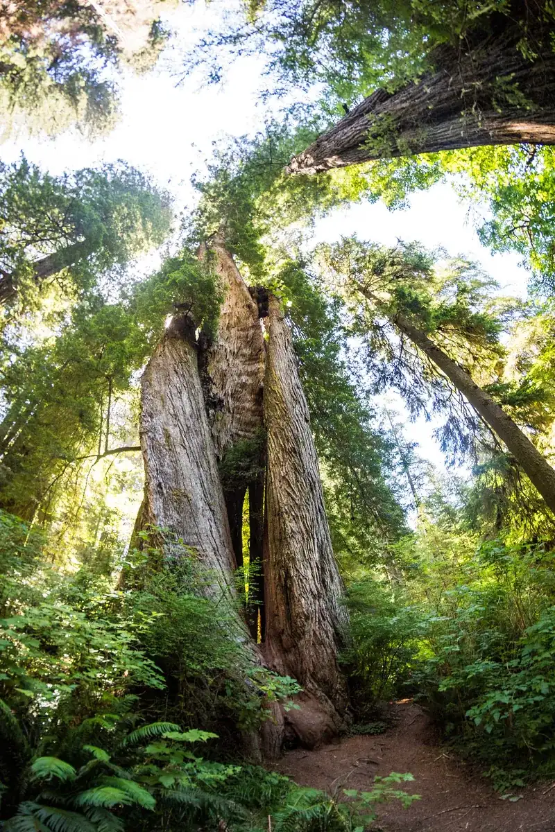 Corkscrew Tree in Redwood National Park: several redwood trunks twisted around each other in the fern forest of Prairie Creek Redwoods State Park