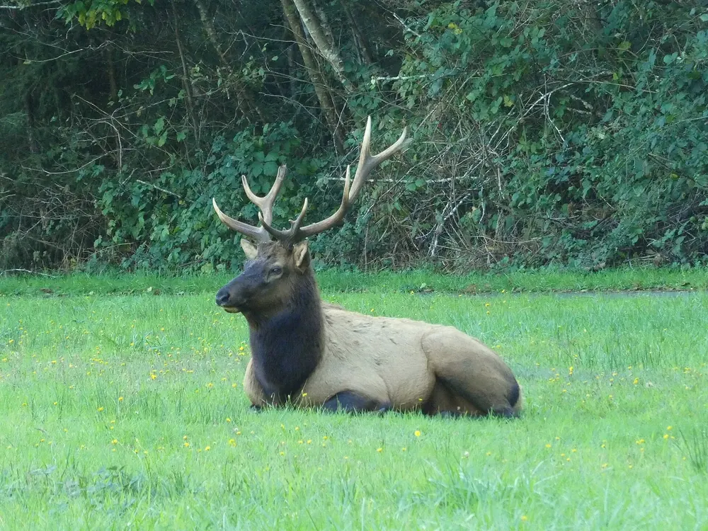 A bull elk with large antlers lies in Redwood National Park in the grass of Elk Meadow on Davison Road, shrubs behind