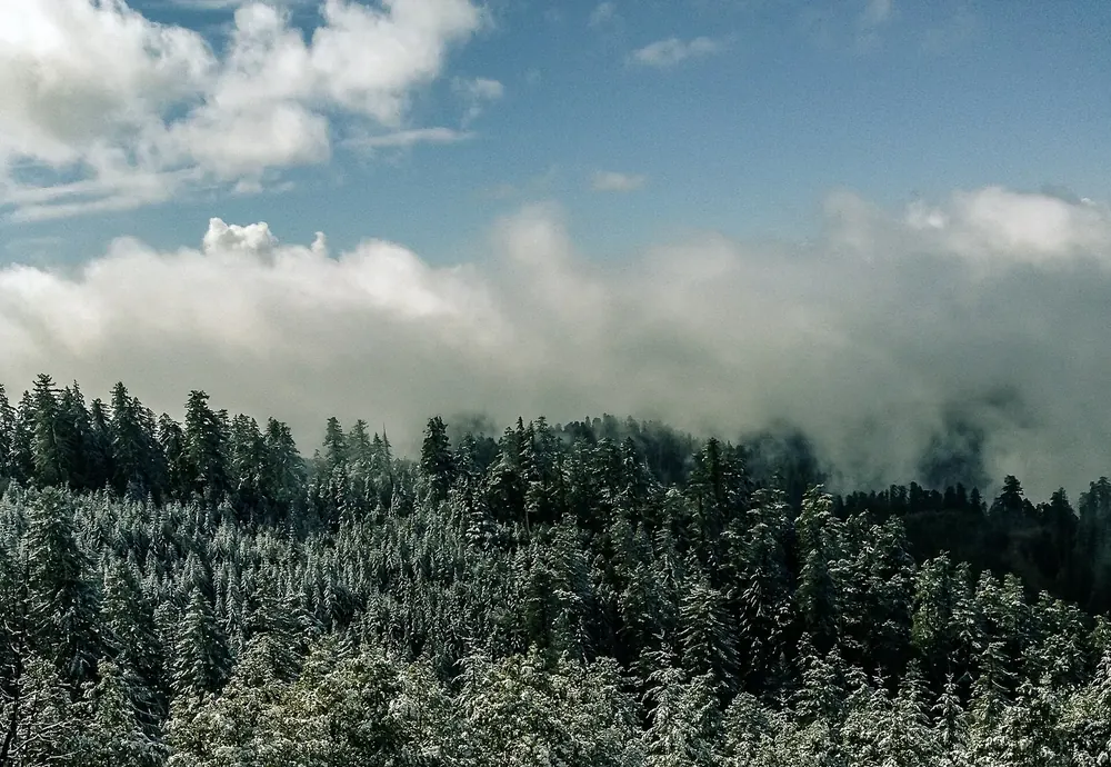 Redwood Creek Overlook in Redwood National Park: view over frost-covered conifer forest to a sea of cloud and fog in the valley