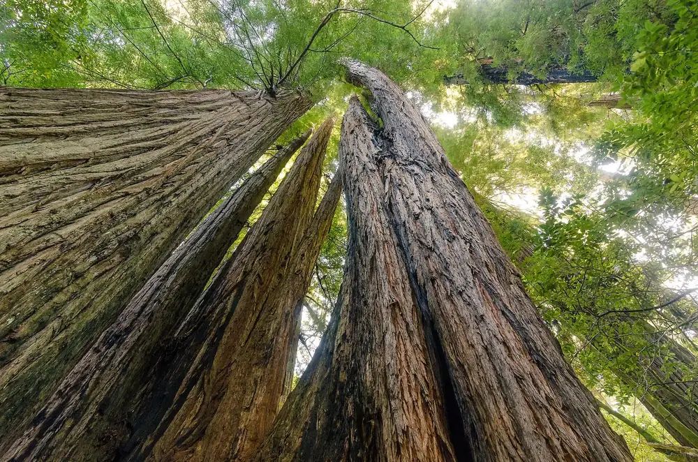 Tall Trees Grove in Redwood National Park: looking up the mighty trunks of coast redwoods into the green canopy