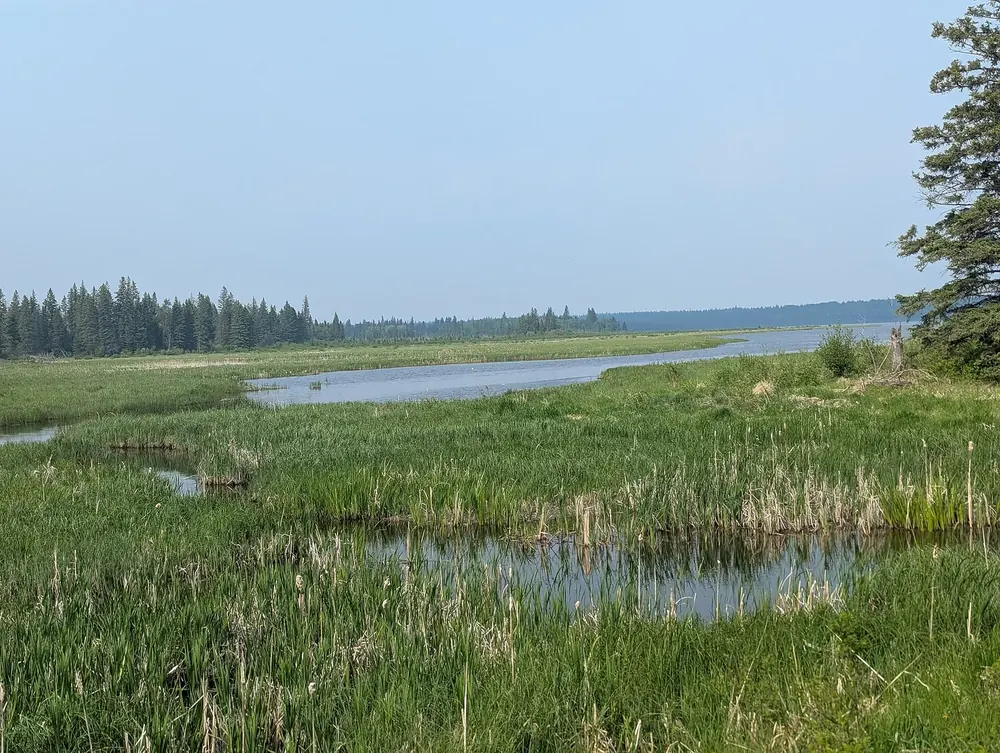 South-west end of Whirlpool Lake in Riding Mountain National Park: reeds and wet meadow on the shore, the lake and conifer forest behind