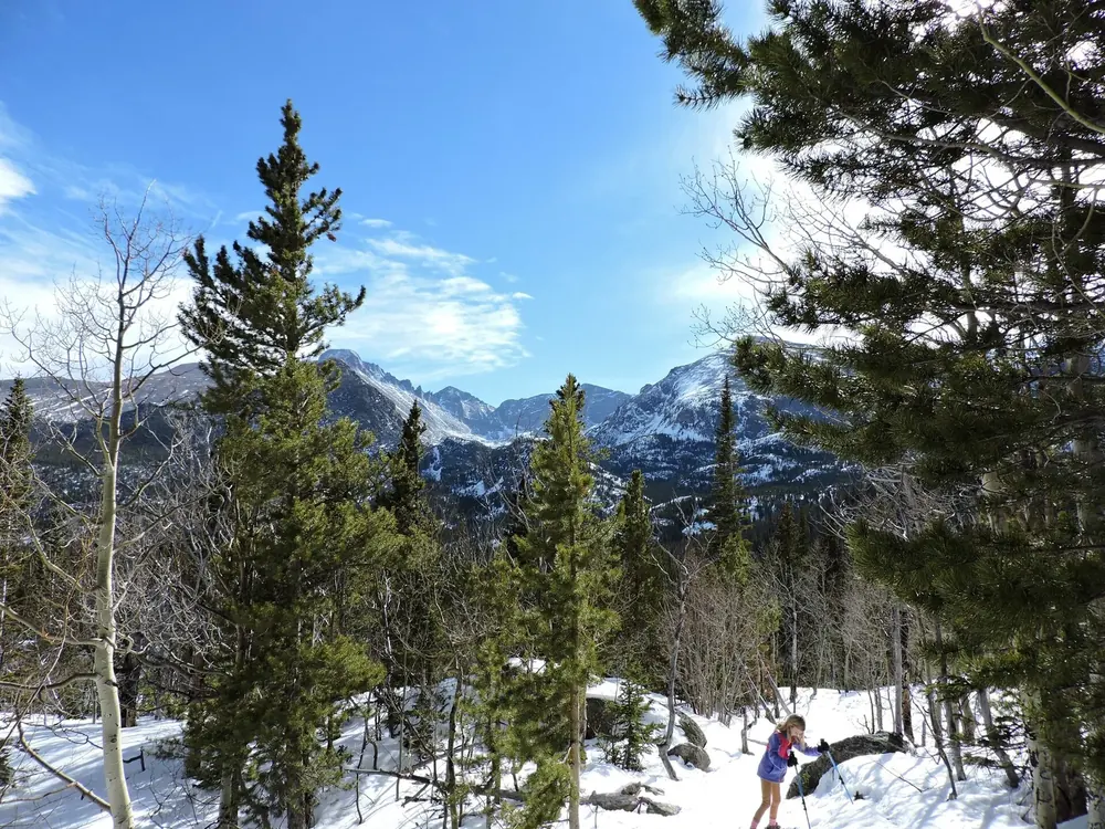 View from the Nymph Lake Trail in Rocky Mountain National Park of snow-covered Longs Peak behind conifers and bare deciduous trees in winter