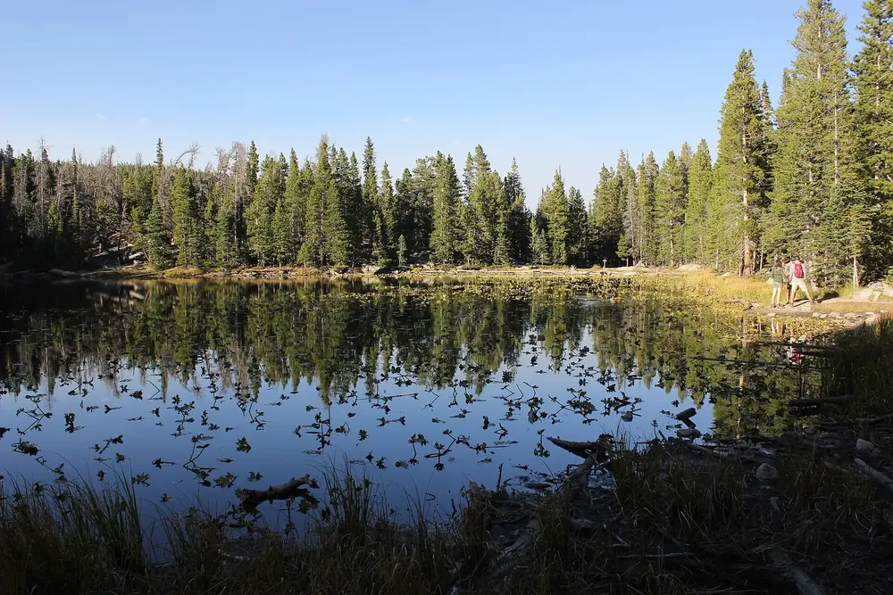 Nymph Lake in Rocky Mountain National Park: a still mountain lake with water lily leaves, reflecting the dense conifer forest on the shore