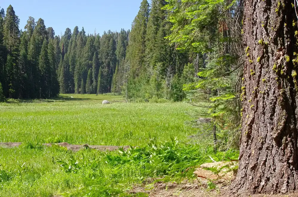 Crescent Meadow in Sequoia National Park: lush green forest meadow lined with tall conifers and giant sequoias, a fir trunk on the right