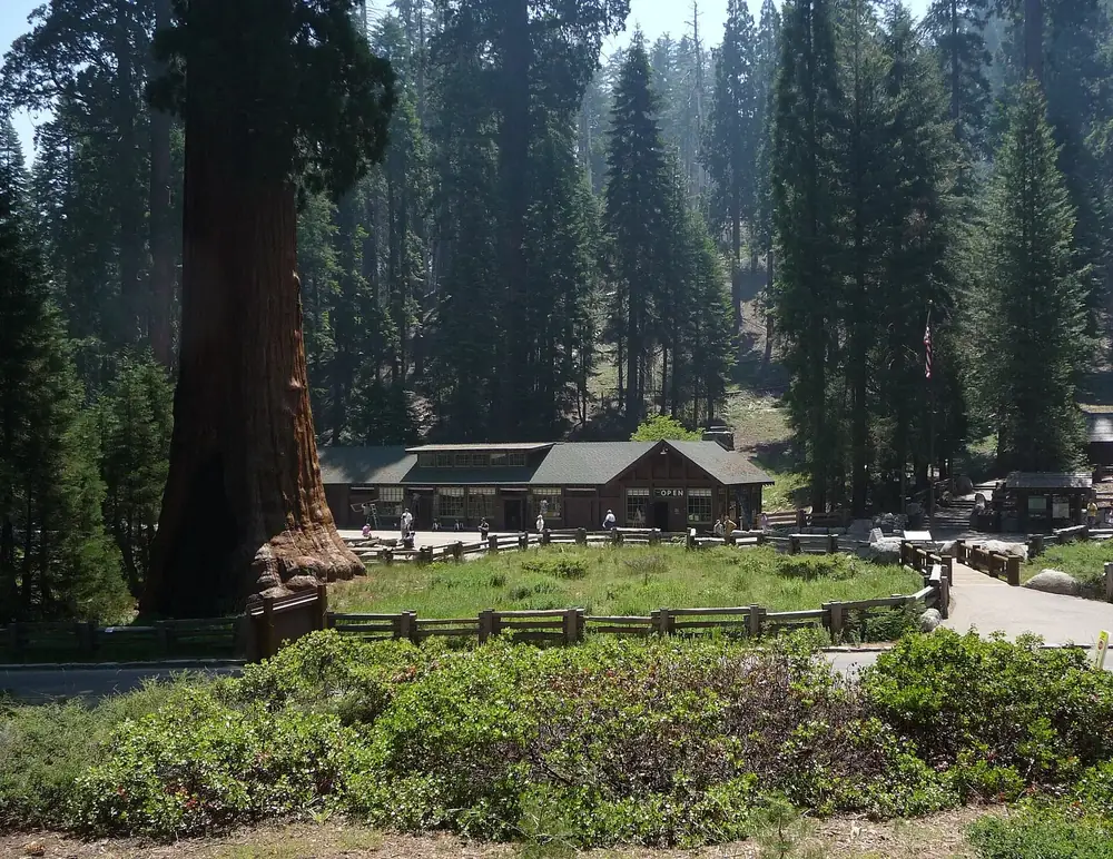 Giant Forest Museum in Sequoia National Park: rustic wooden building at the edge of a meadow, a massive giant sequoia on the left
