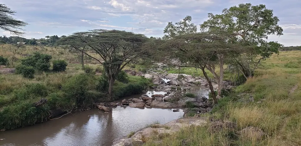 Grumeti River in Serengeti National Park: river with rocks and hippos, lined with umbrella acacias and bushland