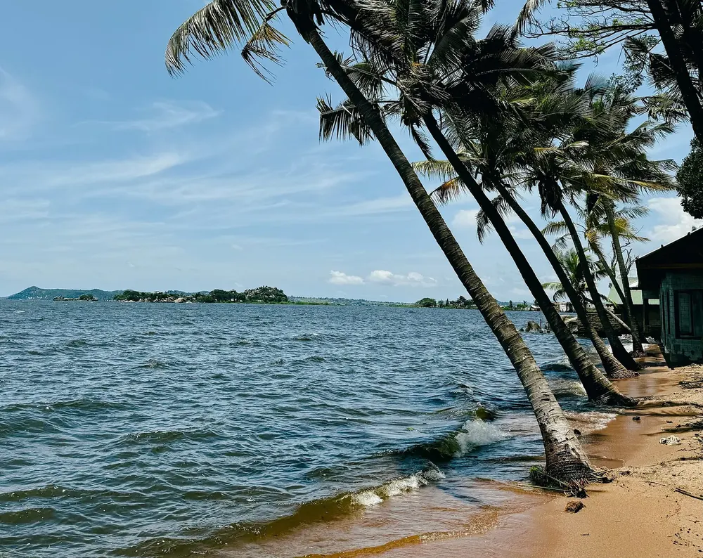 Lake Victoria shore in Musoma: leaning coconut palms over a sandy beach with small waves