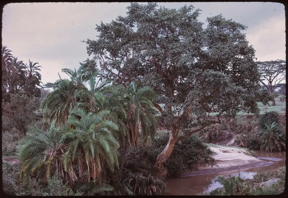Seronera River in Serengeti National Park in 1973: narrow river with a sandbank, lined with palms and a large broadleaf tree