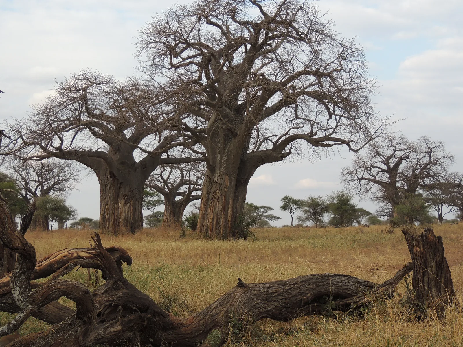 Several massive baobabs and a fallen trunk in dry grass near Matete in the north of Tarangire National Park
