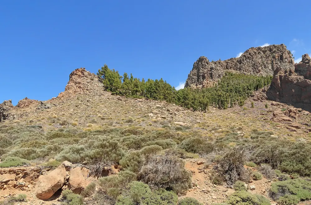 Rocky mountains at Boca Tauce in Teide National Park on the edge of the Caldera de las Cañadas, covered with broom and Canary Island pines