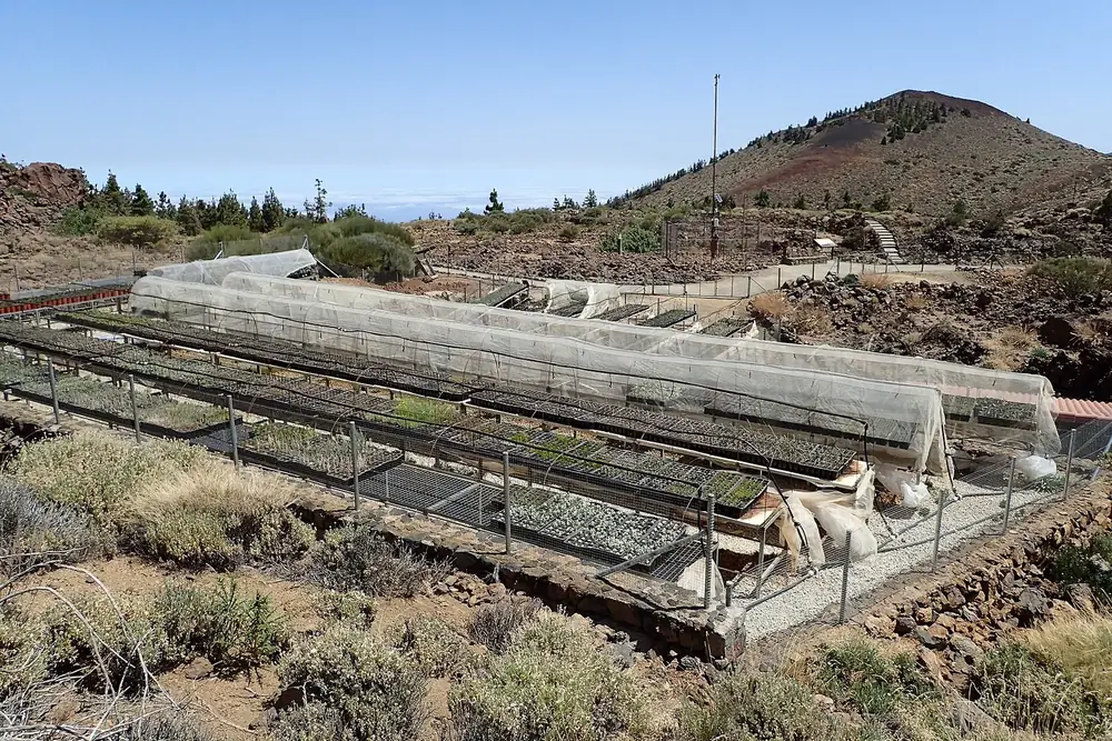 Botanical garden at the El Portillo visitor centre in Teide National Park: planting beds with net covers, a red volcanic cone behind
