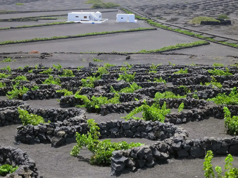 La Geria: vines in semicircular hollows of black lapilli, sheltered by stone walls, white houses behind