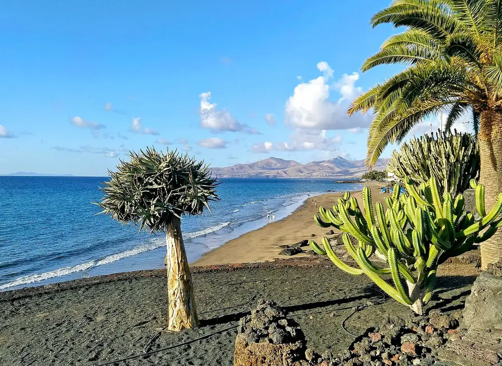 Beach at Puerto del Carmen: a dragon tree and cacti above the dark sandy beach, sea and mountains behind
