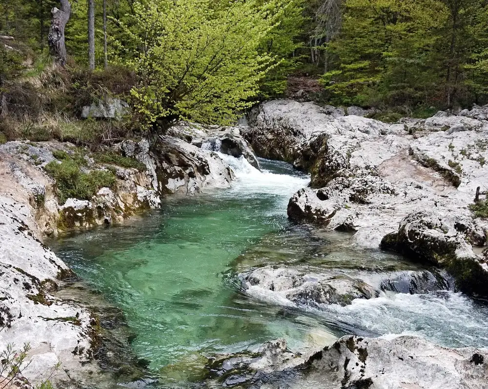 Mostnica Gorge in Triglav National Park: turquoise water flows between smoothly polished white limestone rocks, with fresh leaves above