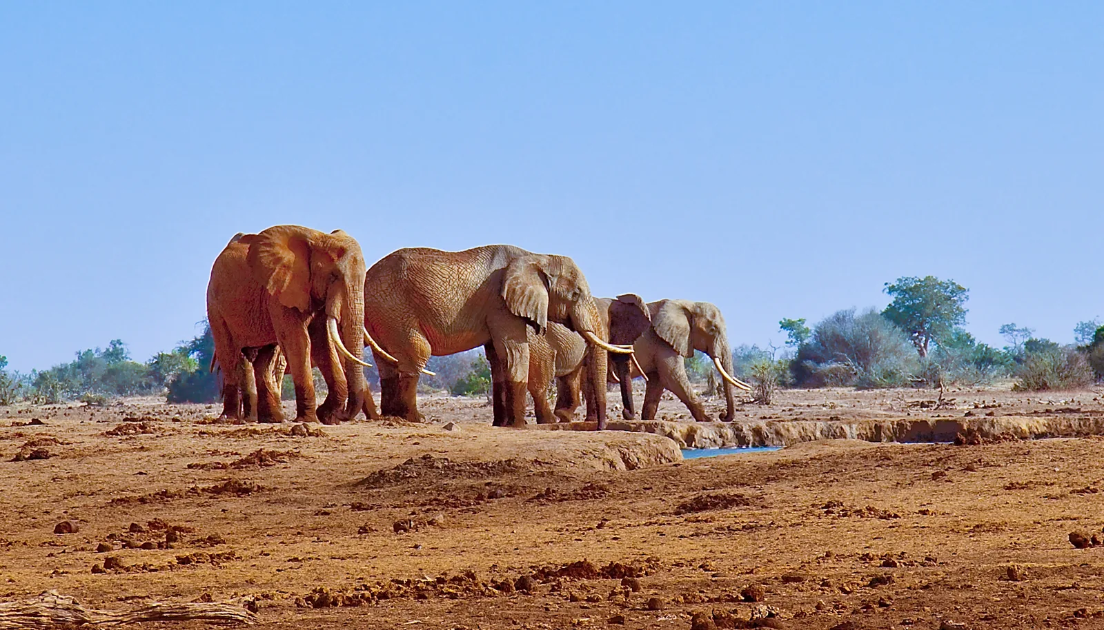 Four red-dusted elephants at a waterhole near Satao Camp in Tsavo East under a blue sky
