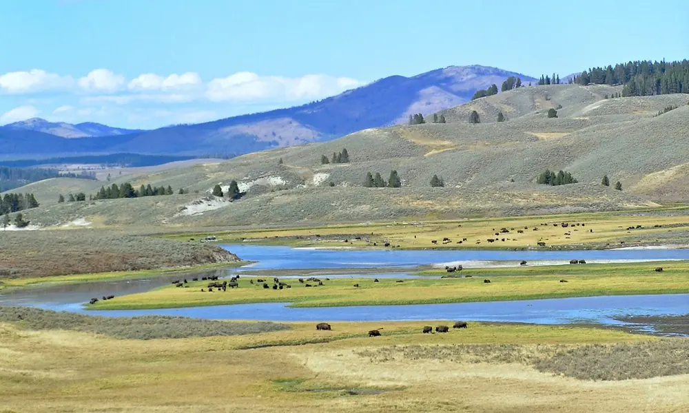 Hayden Valley in Yellowstone National Park: wide valley meadows with the winding Yellowstone River and grazing bison herds in front of hills.