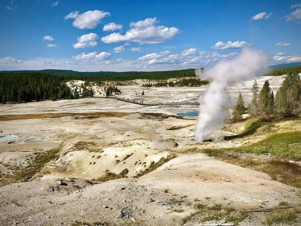 Norris Geyser Basin in Yellowstone National Park: steam from Ledge Geyser over pale sinter flats with pools, conifer forest behind.