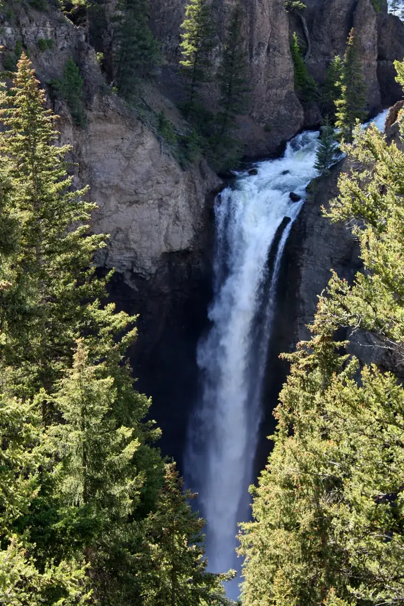 Tower Fall in Yellowstone National Park: a waterfall plunges between rock pinnacles and conifers into a narrow gorge.