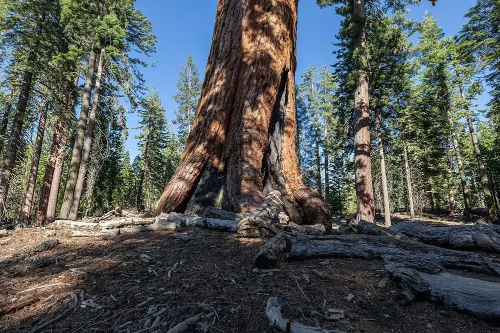 Grizzly Giant in Mariposa Grove in Yosemite National Park: the massive reddish-brown trunk of the giant sequoia between tall conifers