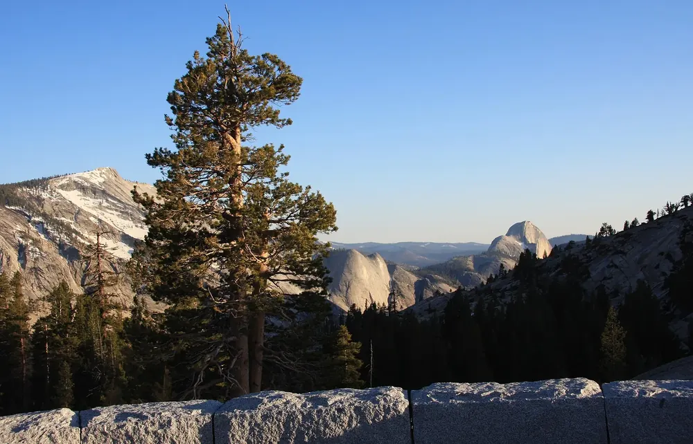 View from Olmsted Point in Yosemite National Park over granite domes and a lone pine to Half Dome and Clouds Rest
