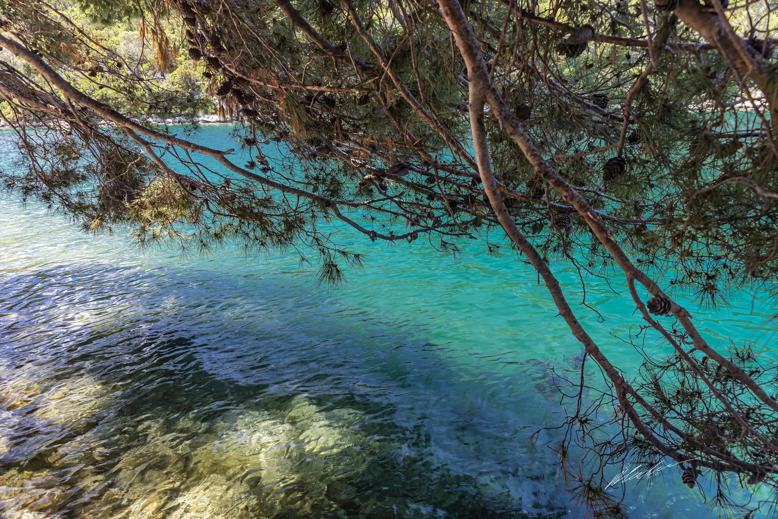 Turquoise water of the Mljet lakes in Mljet National Park, seen through pine branches