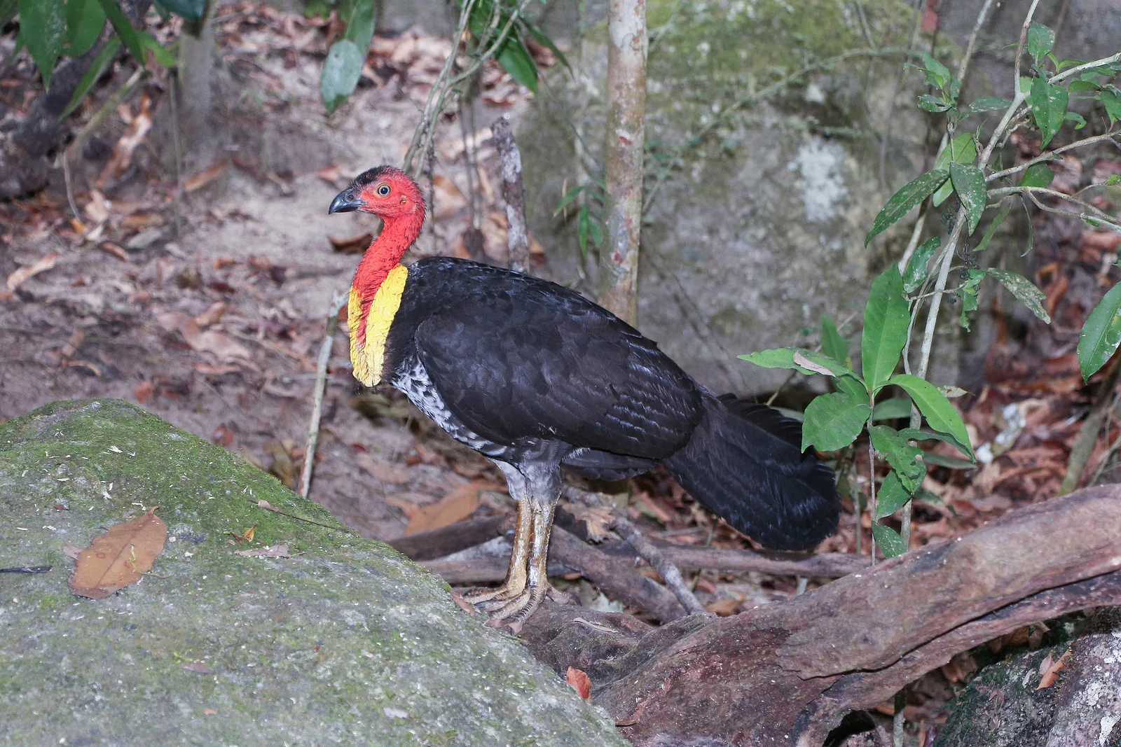 A brush turkey with a red head and yellow wattle standing on leaf litter beside the track in Mossman Gorge in Daintree National Park