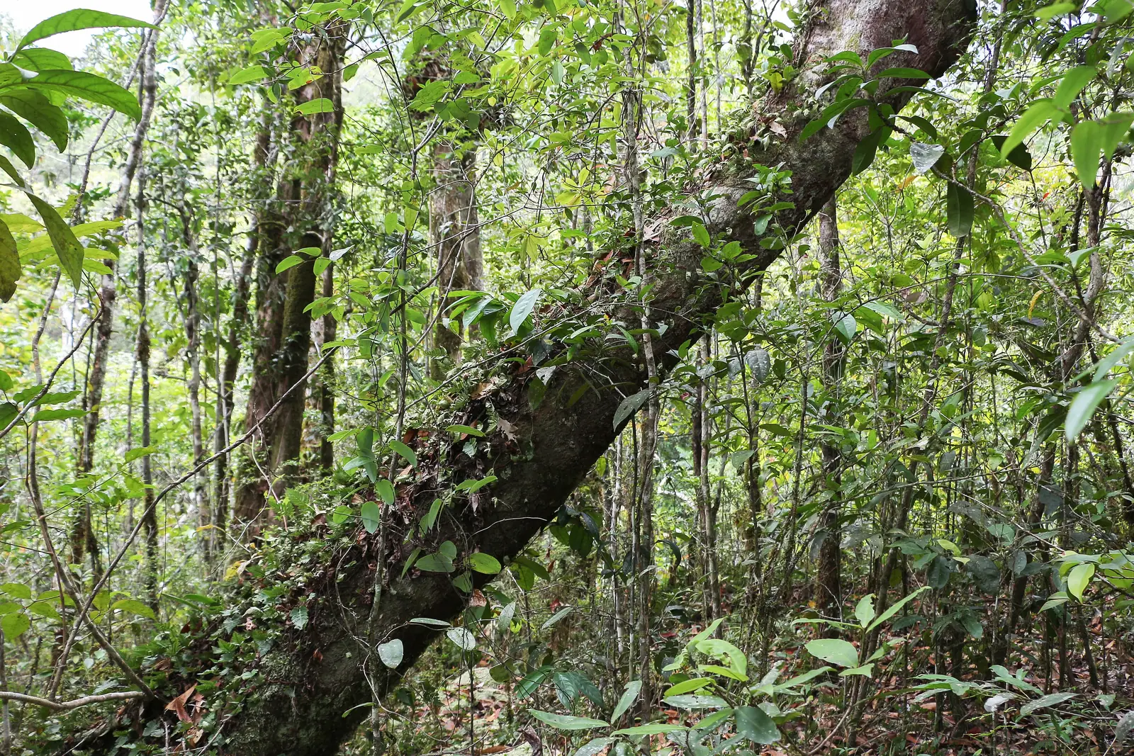 Dense lowland rainforest in Mossman Gorge in Daintree National Park, a leaning mossy trunk between slender trees