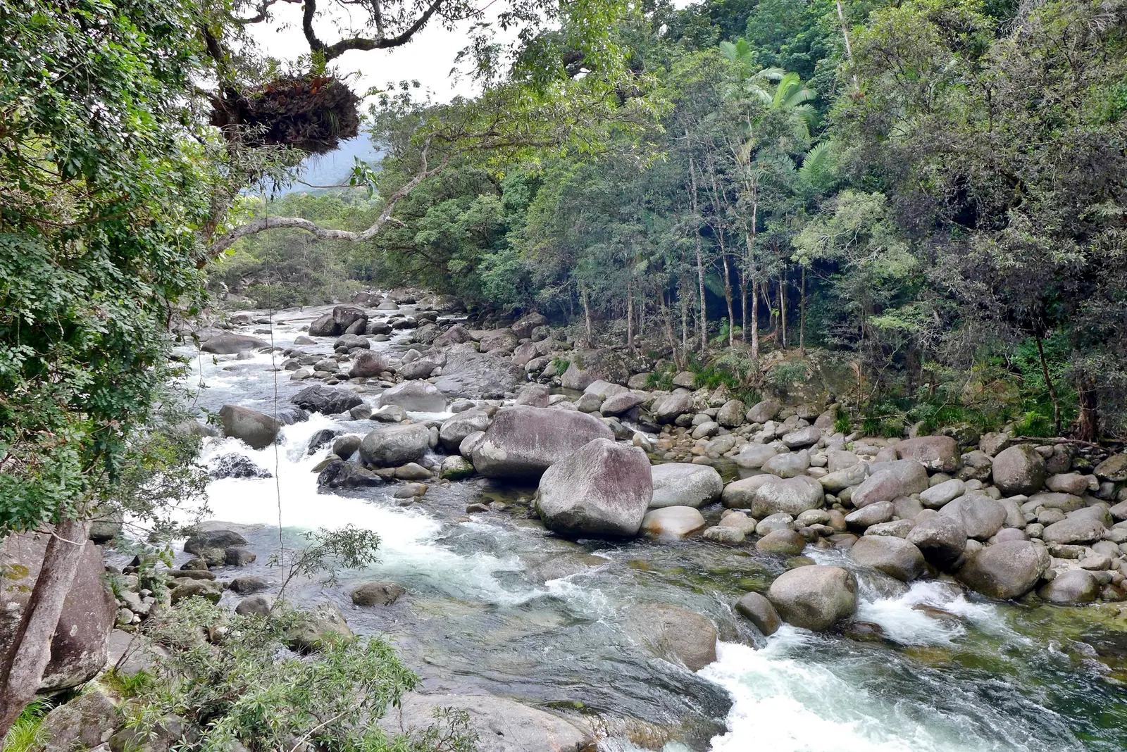 The Mossman River in Mossman Gorge in Daintree National Park flowing over a wide bed of rounded granite boulders, with tall rainforest on both banks